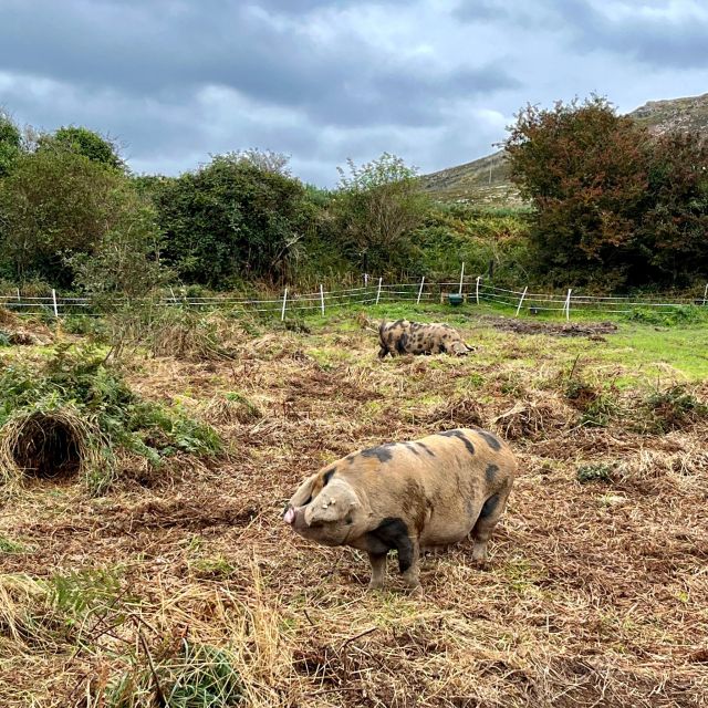 Dublin: Howth Safari Hiking Tour - Doldrum Beach and Jamesons Cove