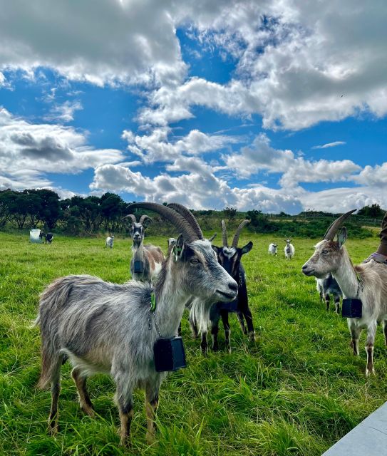 Dublin: Howth Safari Hiking Tour - Finishing at The Summit Inn