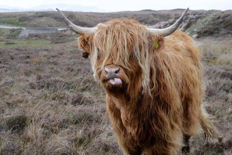 Edinburgh: Hill & Nature Hike With a Local - The Uphill Walk and 493 Meters of Climbing