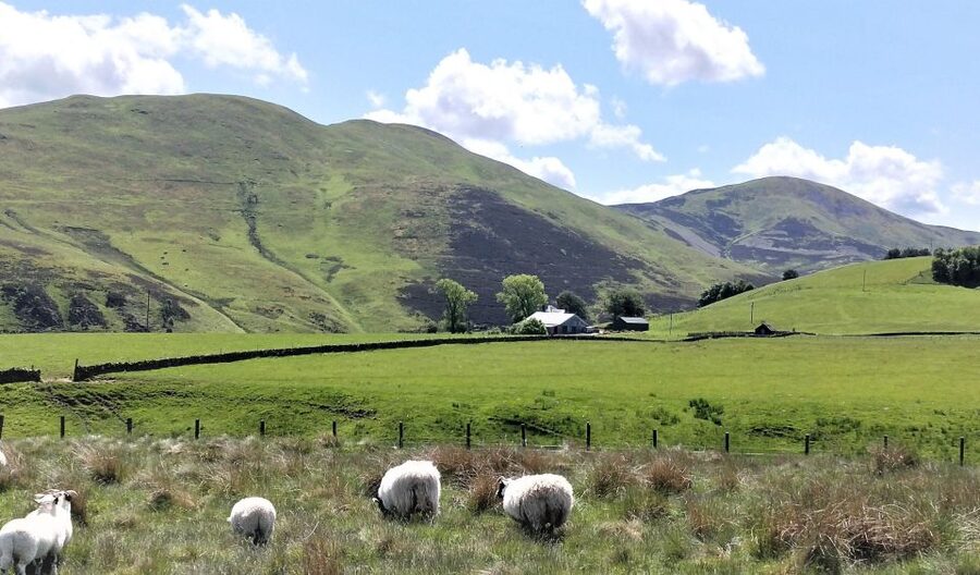 Edinburgh: Hill & Nature Hike With a Local - Plants, Animals, and Scottish Stories