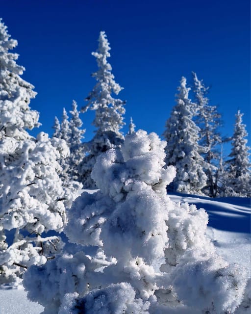 Ehrwald: Zugspitze Snowshoe Hiking Tour with Mountain Views - Who should book this experience?