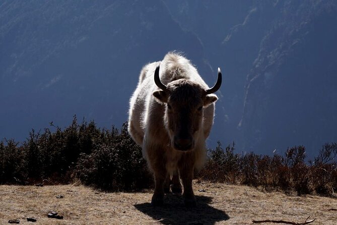 Everest Base Camp Trekking - 2025/2026 - Pangboche to Lobuche: where the air gets thin