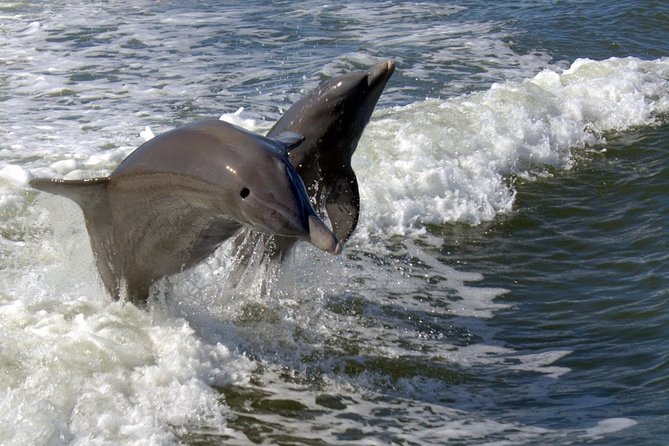 Everglades National Park Biologist Led Adventure: Cruise, Hike + Airboat - Why this full-day Everglades tour is different