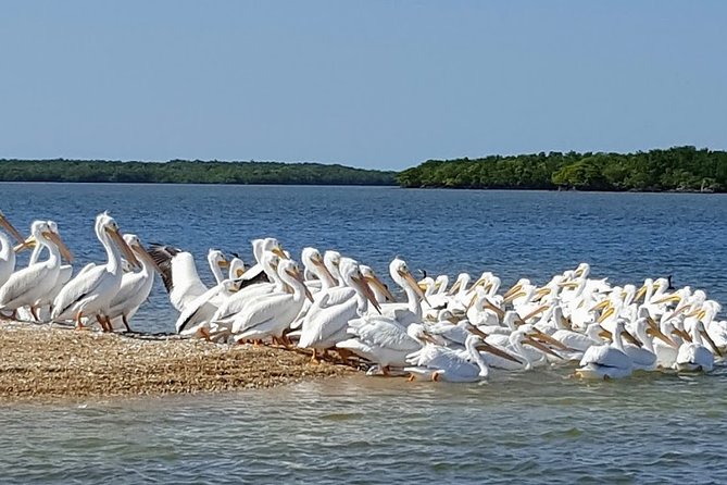 Everglades National Park Biologist Led Adventure: Cruise, Hike + Airboat - Oasis Visitor Center and Big Cypress wildlife