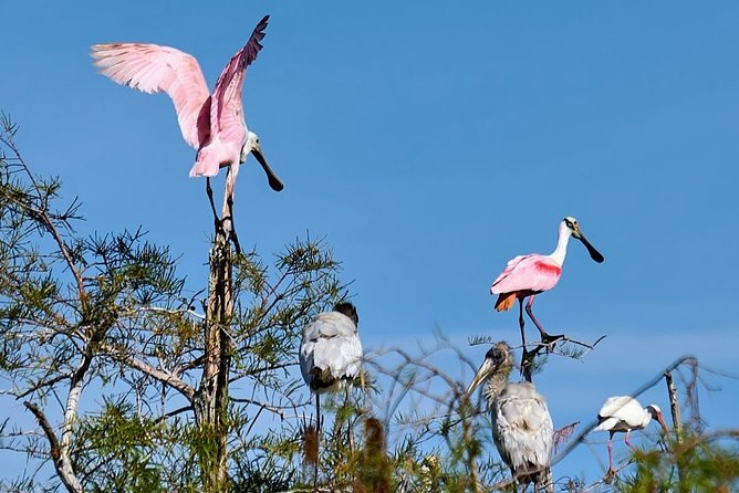 Everglades National Park Biologist Led Adventure: Cruise, Hike + Airboat - Lunch in Chokoloskee with local choices