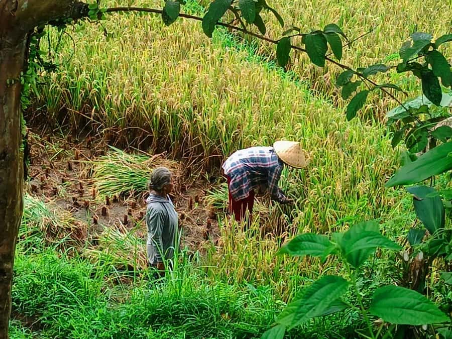 Explore rice terraces munduk & waterfall trekking experience - Key points at a glance