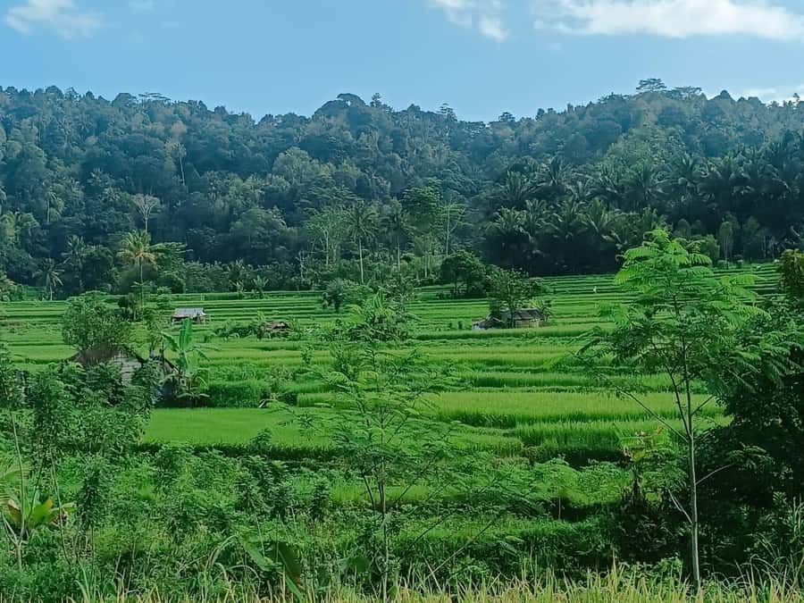 Explore rice terraces munduk & waterfall trekking experience - Why Munduk makes a good change from the coast