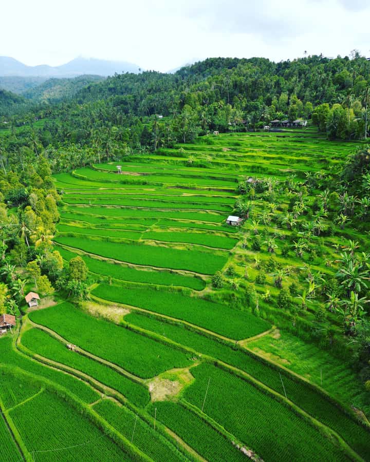 Explore rice terraces munduk & waterfall trekking experience - Rice terraces and the first two hours on foot