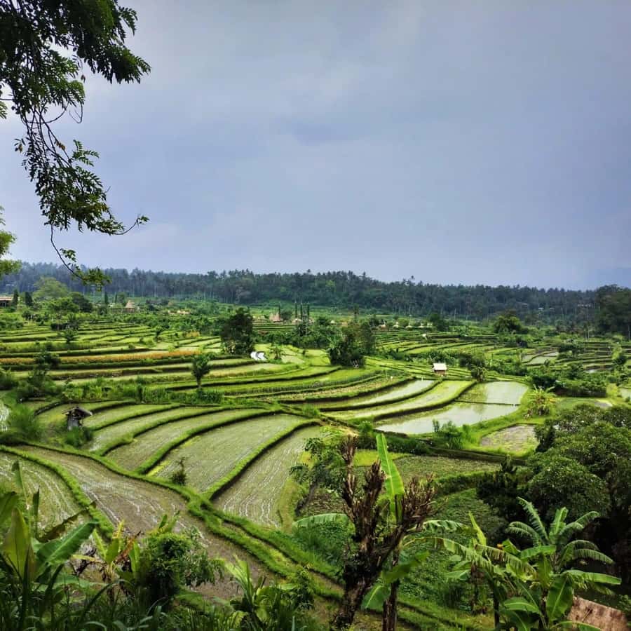 Explore rice terraces munduk & waterfall trekking experience - The waterfall finish