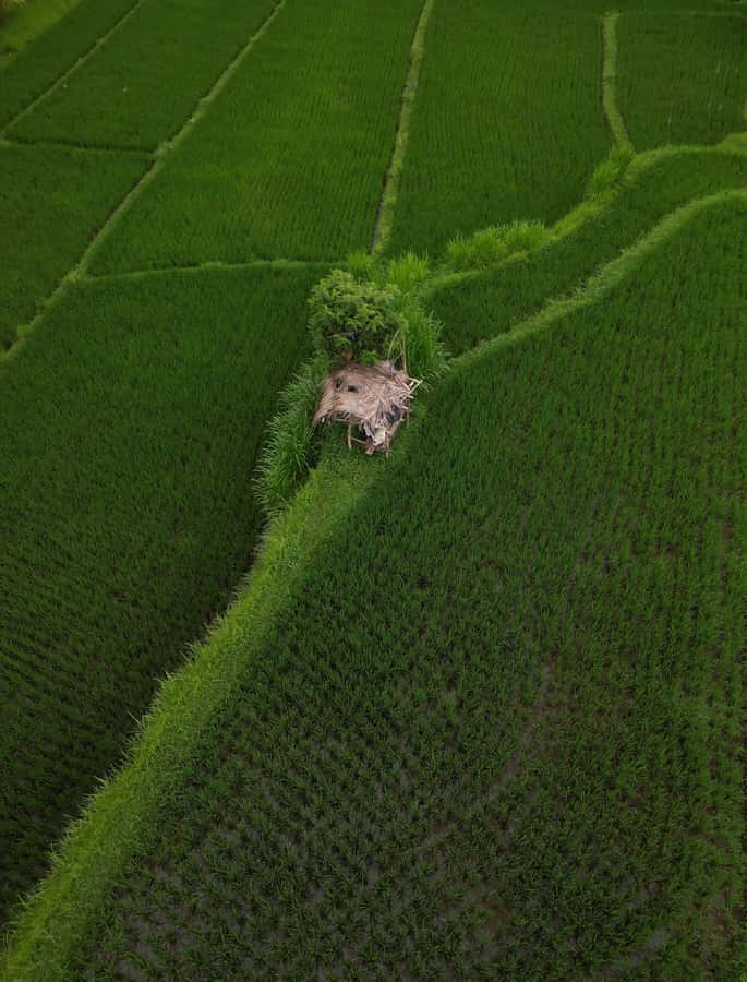 Explore rice terraces munduk & waterfall trekking experience - Lunch and the value of local hospitality