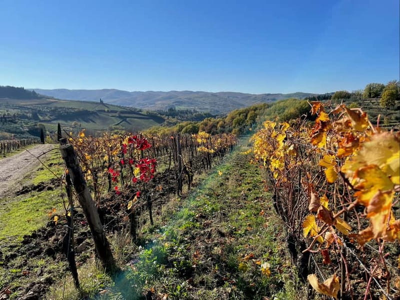 Florence: Hiking Tuscany & Chianti wine 3 wineries and lunch - Should you book this Chianti wine hike?