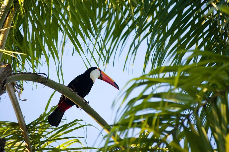 Florianopolis: Lagoinha do Leste Natural Park Hike - Fitness, Packing, and Practical Limits