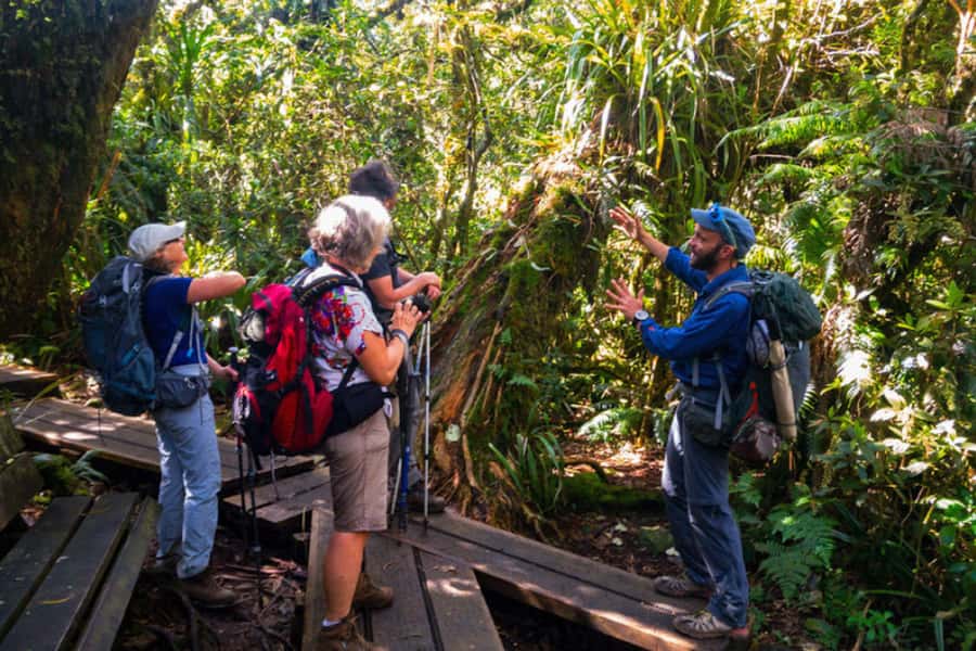 Forest Bélouve: Trou de Fer Weekly Group Hike in French - Meeting the Queen of Tamarin