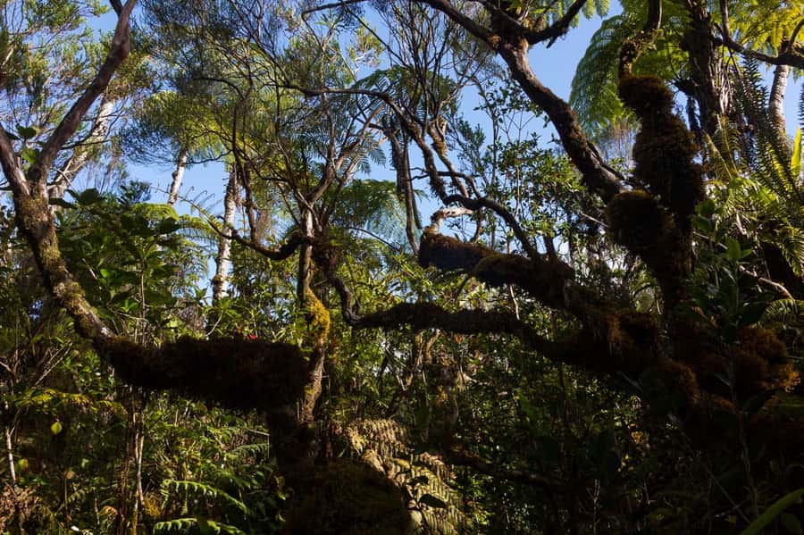 Forest Bélouve: Trou de Fer Weekly Group Hike in French - What the $79 price really covers