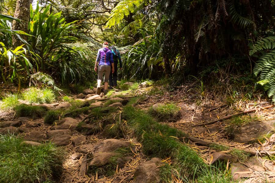 Forest Bélouve: Trou de Fer Weekly Group Hike in French - Should you book the Bélouve to Trou de Fer hike?