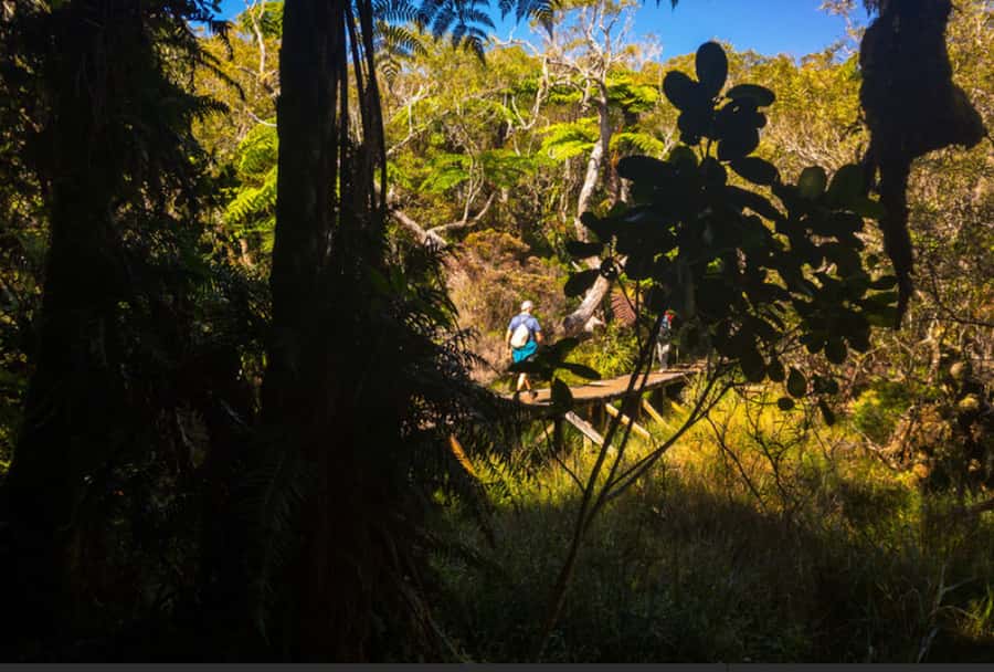Forest Bélouve: Trou de Fer Weekly Group Hike in French - Into Bélouve’s cloud forest