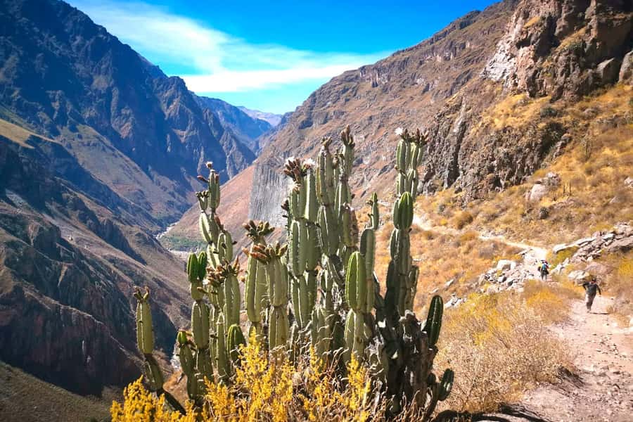 From Arequipa Trek : 2-Days of Hiking in the Colca Canyon - Cruz del Cóndor at 3,600 meters