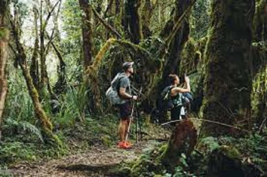 From Arusha/Moshi: Kilimanjaro Hike Marangu Route Day Trip - Key points at a glance