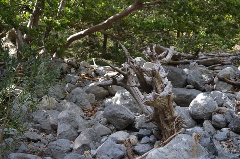 From Chania: Samaria Gorge Hike with Local Mountain Guide - What the $36 price really includes