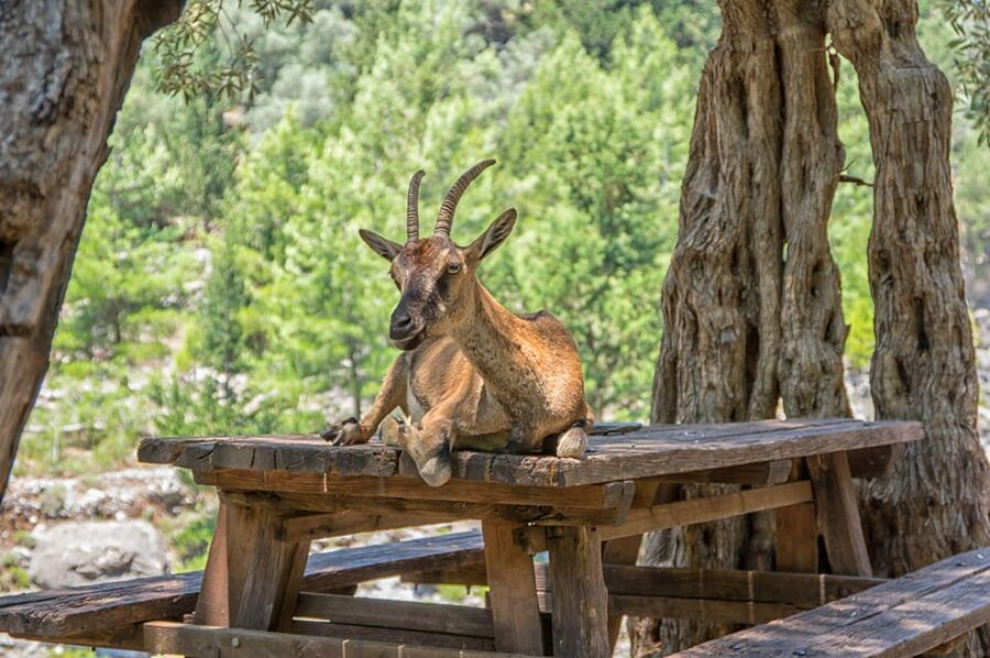 From Chania: Samaria Gorge with Professional Hiking Guide - Key points at a glance