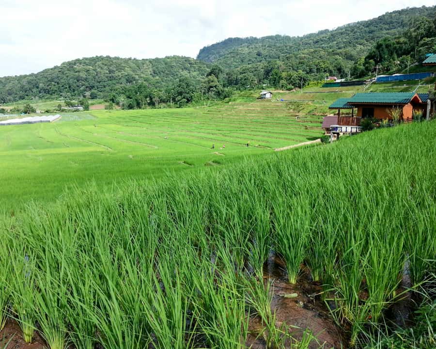 From Chiang Mai: Doi Inthanon National Park Day Trip & Hike - Why Doi Inthanon makes a strong day trip from Chiang Mai
