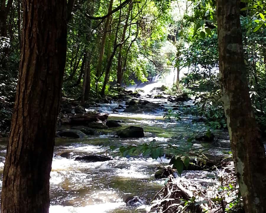 From Chiang Mai: Doi Inthanon National Park Day Trip & Hike - The Twin Pagodas and their mountain views