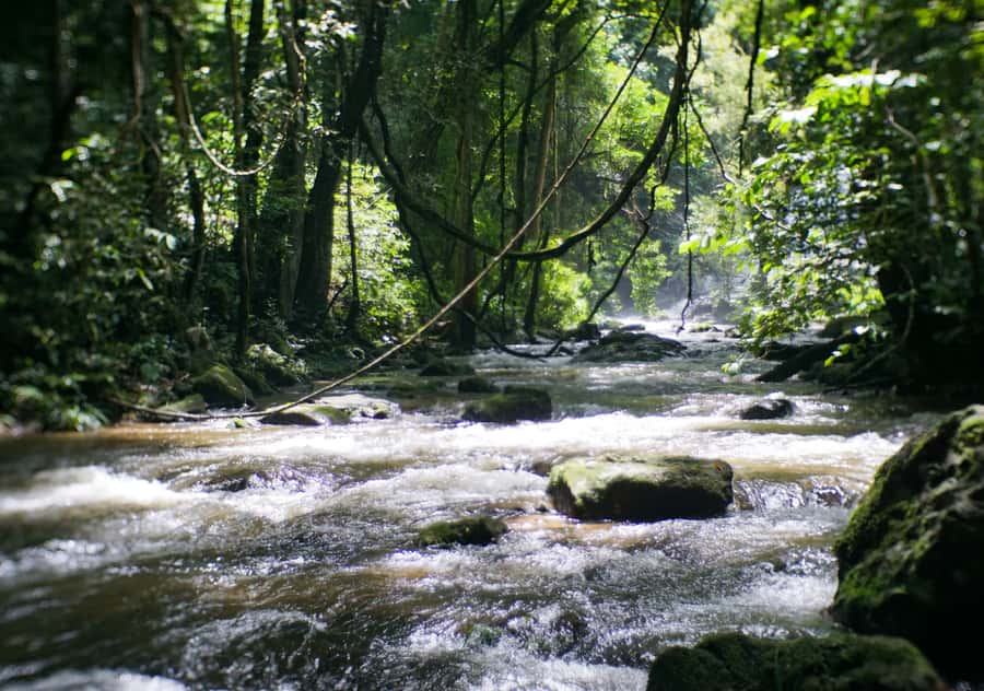 From Chiang Mai: Doi Inthanon National Park Day Trip & Hike - Is the $106 price fair?