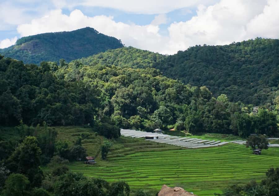 From Chiang Mai: Doi Inthanon National Park Day Trip & Hike - The cool forest at Thailand’s highest point