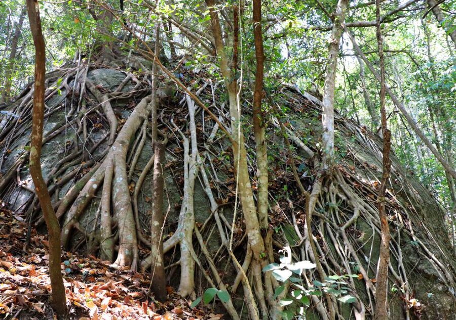 From Chiang Mai: Doi Inthanon National Park Hiking Tour - What the Doi Inthanon day is really about