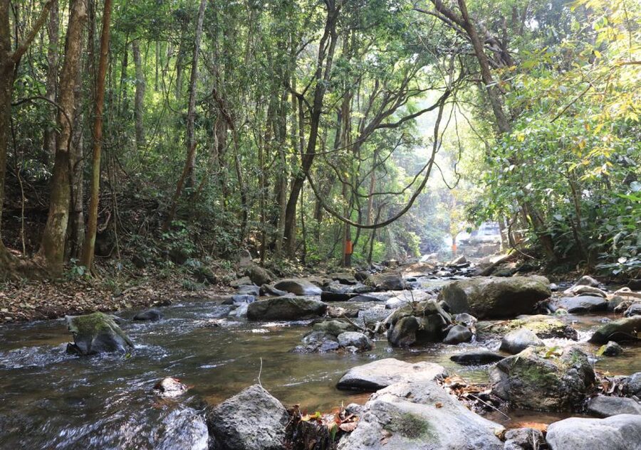 From Chiang Mai: Doi Inthanon National Park Hiking Tour - Walking the 4-kilometer forest trail