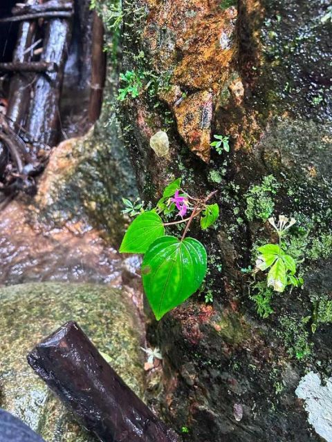 From Chiang Mai: Doi Saket Hiking Tour with Lunch - Crossing streams and reaching the waterfall