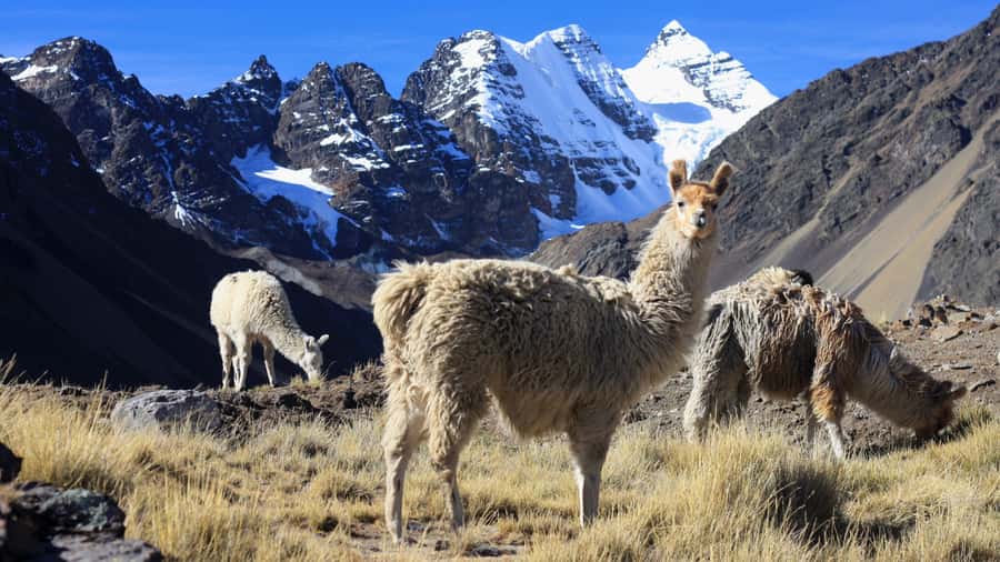 From Cusco: Rainbow Mountain Trek - Guides, group size, and the human side
