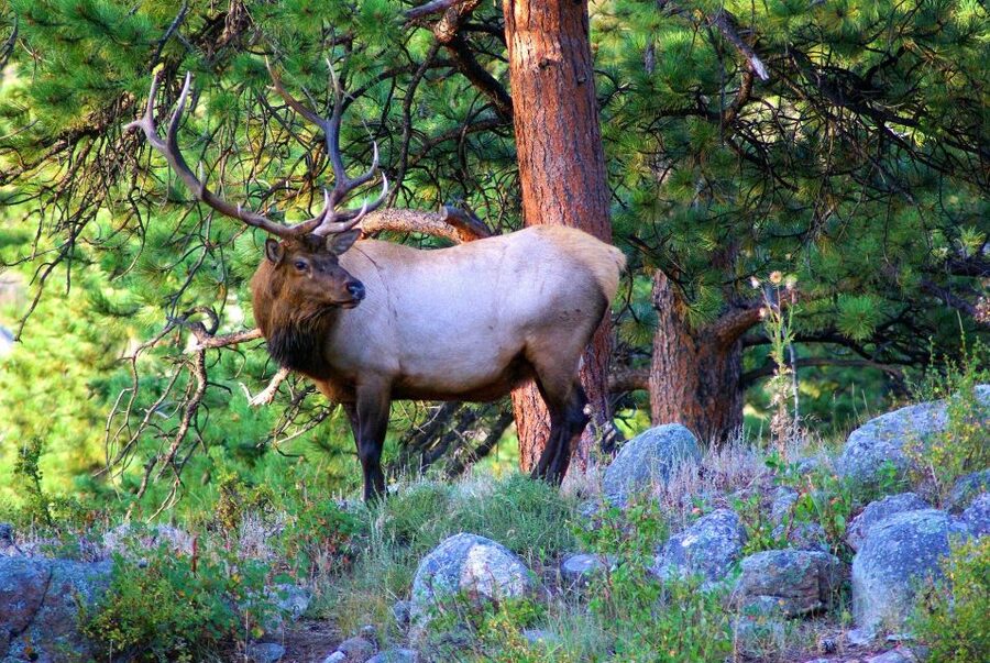 From Denver: Guided Hike in Rocky Mountain National Park - Picking a trail: lake, waterfall, or mountain view