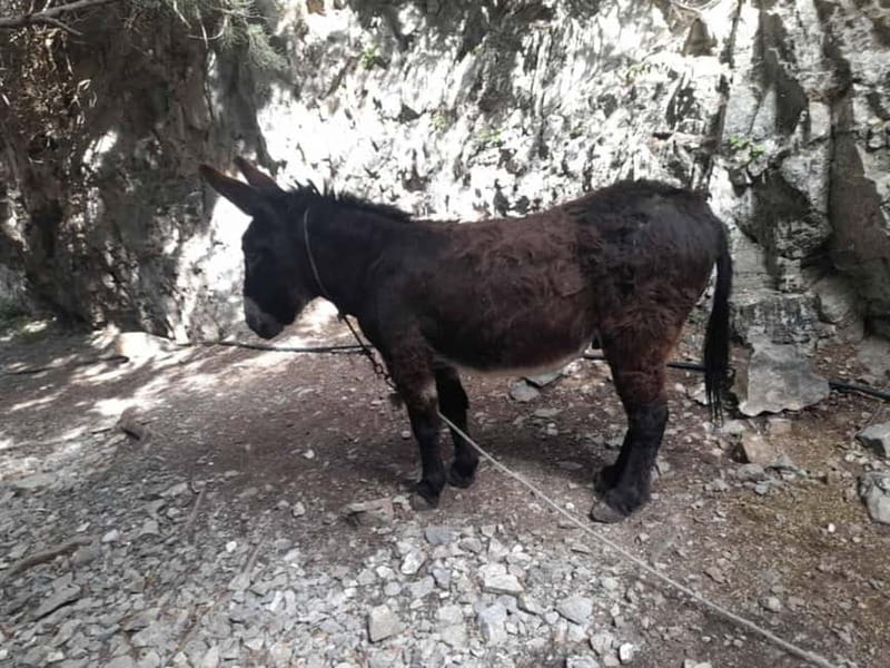 From Georgioupoli: Easy Hiking Day-Trip to Imbros Gorge - What to pack for this particular walk