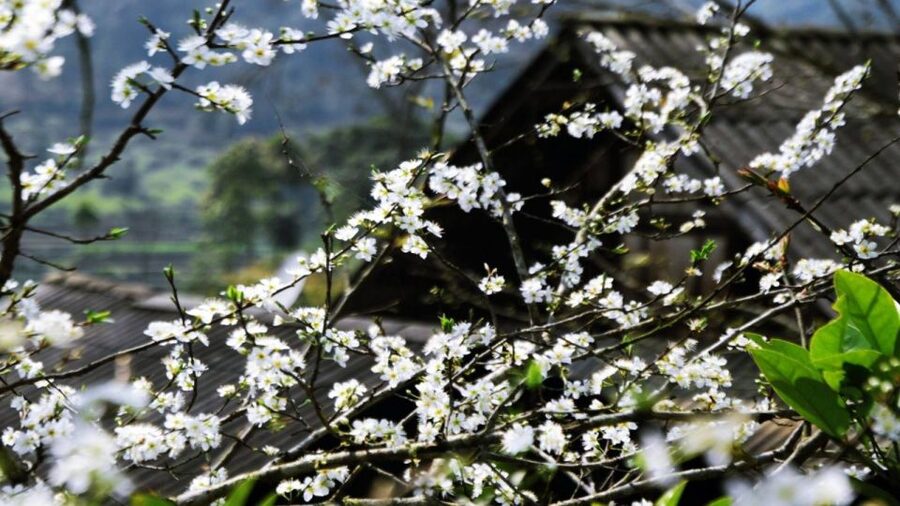 From Hanoi: Sapa 3-Day Medium Trek and Limousine Trip - Day two: the long walk through Muong Hoa Valley