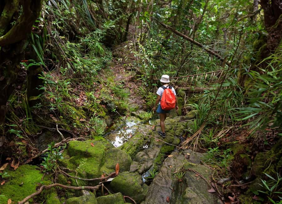 From Khao Lak: Khao Sok Jungle Hike & River Tour - Key points to know before you go