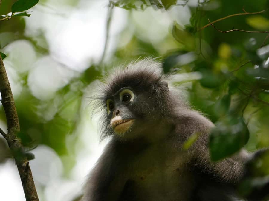 From Khao Lak: Khao Sok Jungle Hike & River Tour - A cool stream break in the middle of the walk