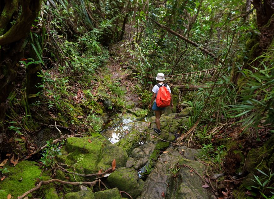 From Khao Lak: Khao Sok Jungle Hike & River Tour - A generous Thai lunch after the hike