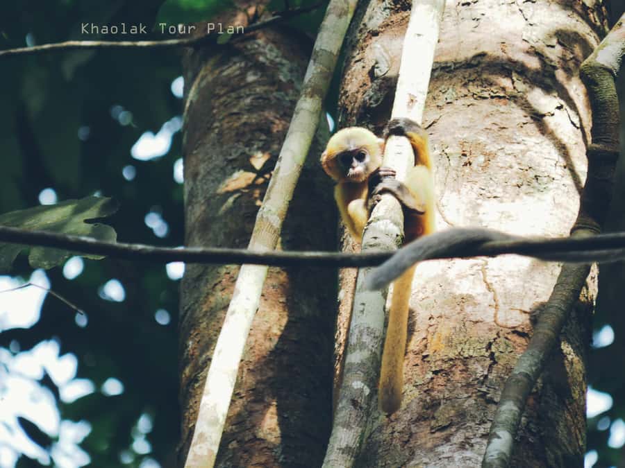 From Khao Lak: Khao Sok Jungle Hike & River Tour - Down the Sok River by bamboo raft