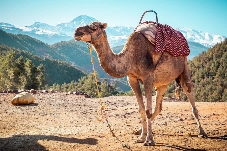 From Marrakech: Atlas Mountains Full-Day Hiking Trip w Lunch - Imlil Valley, orchards, and Berber villages