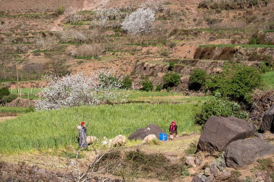 From Marrakesh: Atlas Mountains Talamrout Summit Day Hike - Lunch, Tea, and the Long Way Down