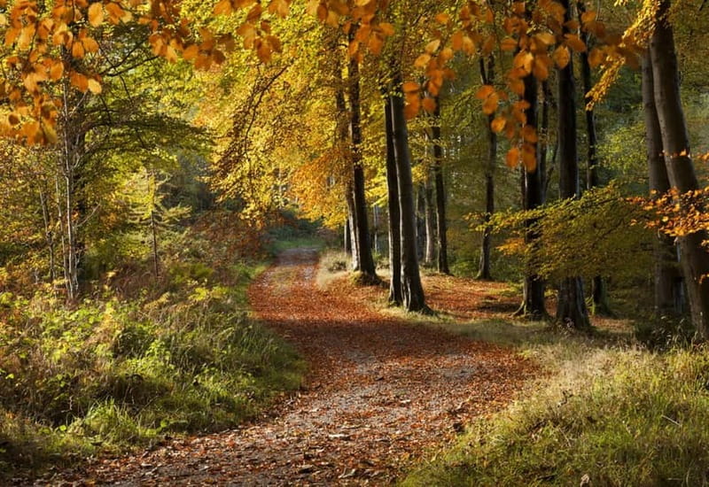 From Newcastle: Game of Thrones Tollymore Forest Trek - Why Tollymore Forest makes a good Westeros setting