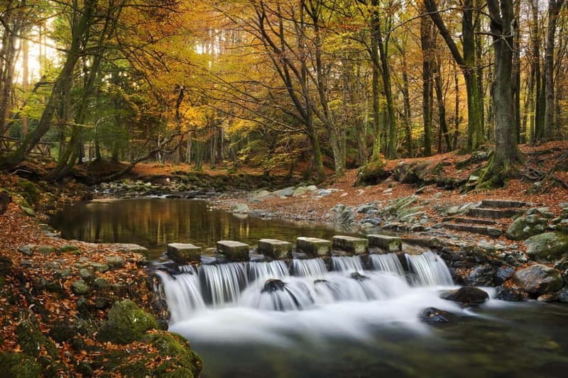 From Newcastle: Game of Thrones Tollymore Forest Trek - Putting on the Stark cloak