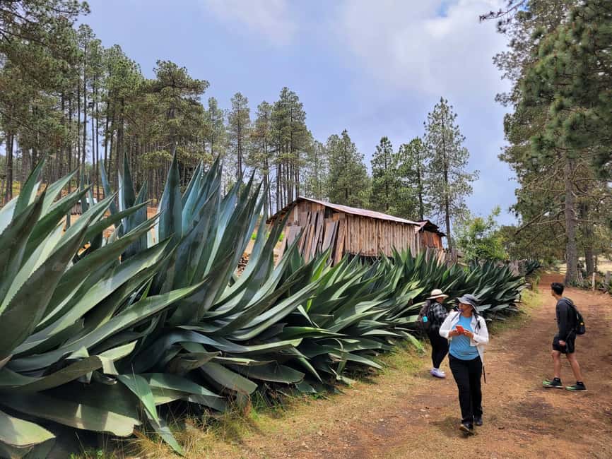 From Oaxaca: Sierra Norte Hike & Indigenous Village Full-Day - Leaving Oaxaca for the Sierra Norte