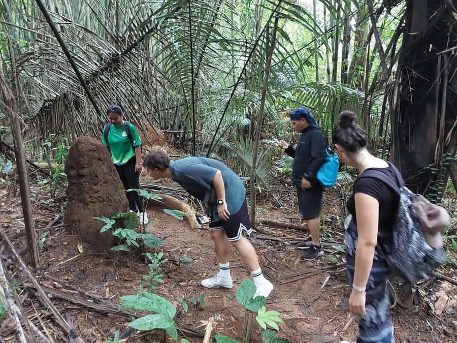 From Phuket: Guided Rainforest Hike with Lunch - What the Phuket rainforest hike is really like