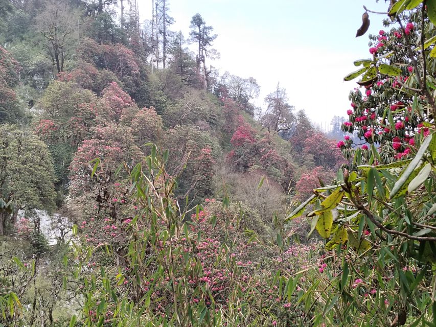 From Pokhara: Budget 2 Night 3 days Poon hill trek - Who should book this Poon Hill trek?