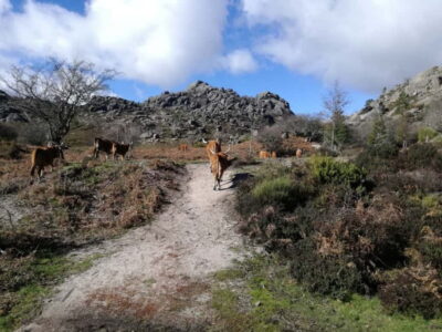 From Porto: Hike & Swim in Gerês National Park