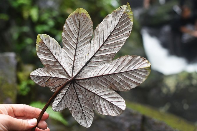 From San Juan: El Yunque Rainforest Hiking Adventure - Reaching the first waterfall and pool