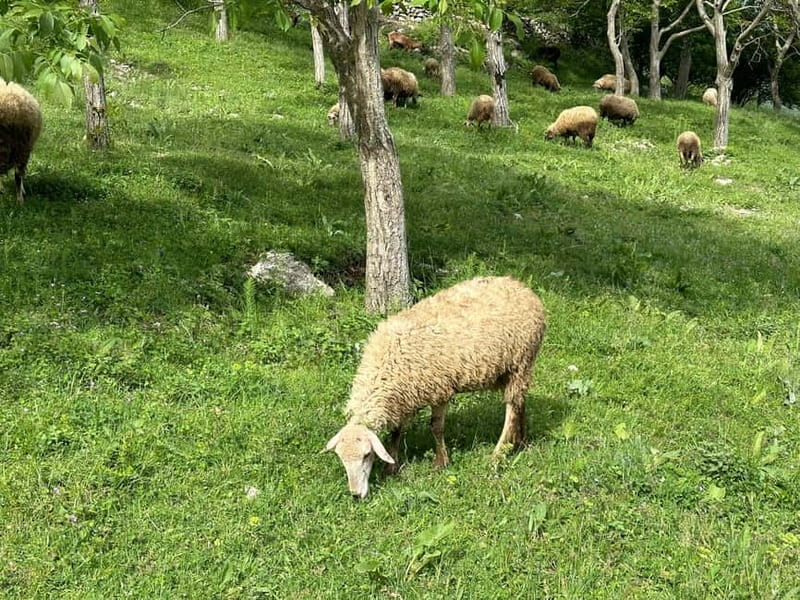 From Tirana: Bovilla Lake & Gamti Mountain Viewpoint Hike - What makes this Bovilla day trip worth your time