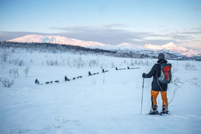 From Tromsø: Guided Husky Snowshoe Hike and Husky Camp Visit - Key points at a glance
